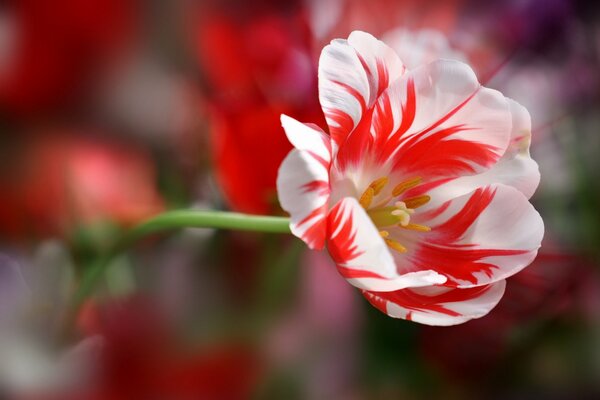 Ungewöhnliche Tulpe mit Blütenblättern von interessanter Form und Farbe