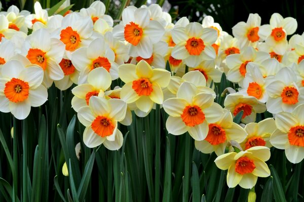 Beaucoup de jonquilles blanches avec du jaune