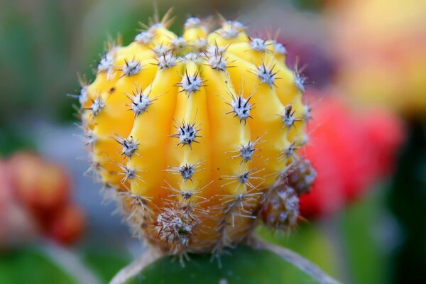 Yellow cactus macro photo