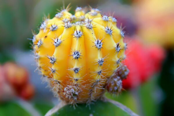 Жёлтый кактус макро-фото
