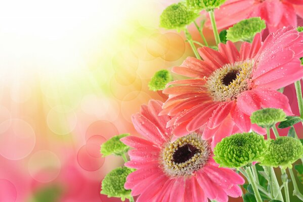 Pink gerbera flowers with drops on the petals