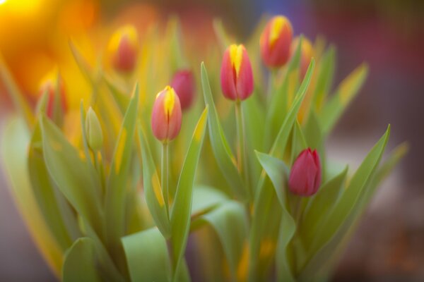 Bouquet de fleurs de tulipes jaune-rose