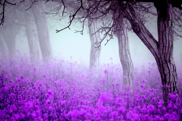 Forêt de printemps dans le brouillard violet