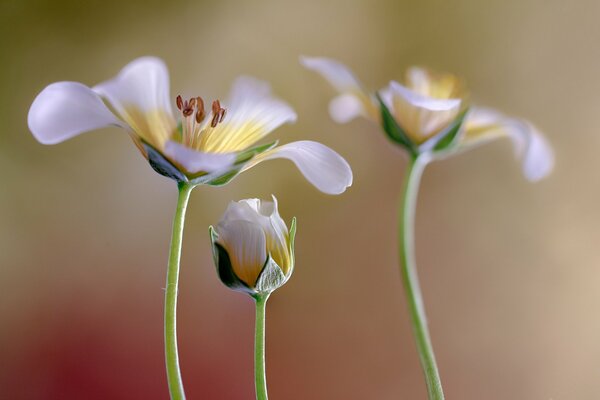 Des fleurs blanches se détachent sur le fond