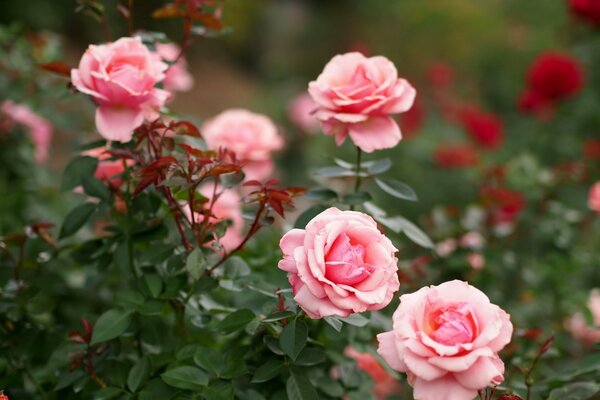 Boutons de rose doux sur un buisson vert