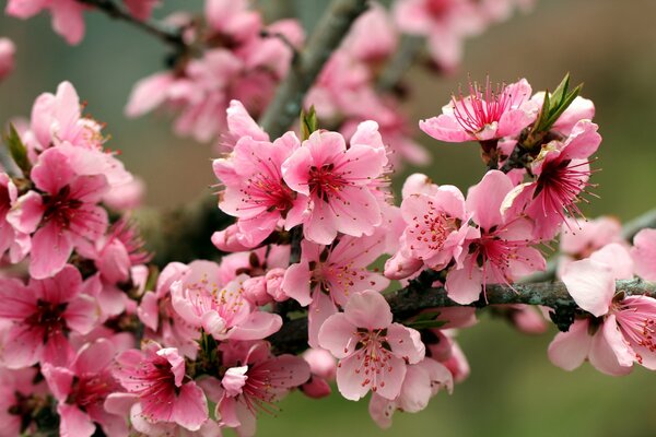 Branche de pommier aux couleurs vives