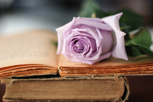 A delicate pale purple rose lies on an open old book