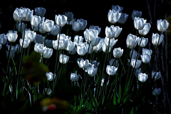 White tulips in the moonlight