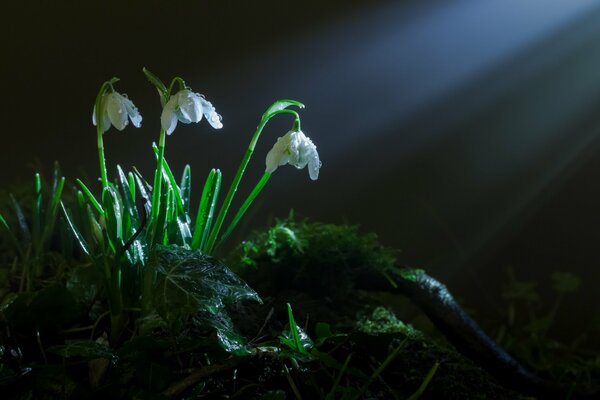 Les perce-neige prennent vie sous les rayons pénétrants du sol