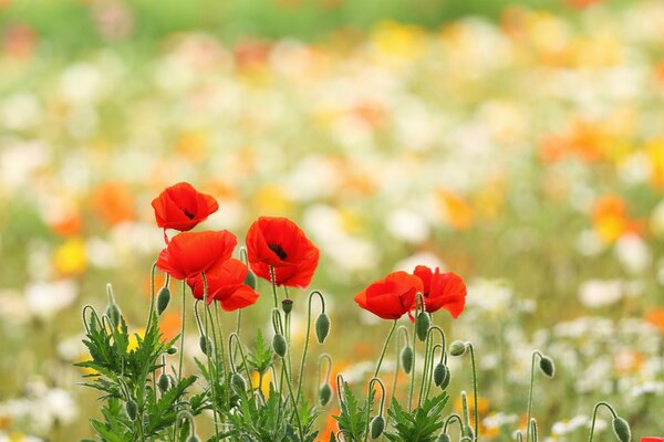 Red buds of poppies are burning in the field