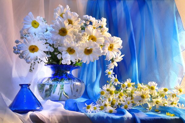 Still life of daisies on a blue background