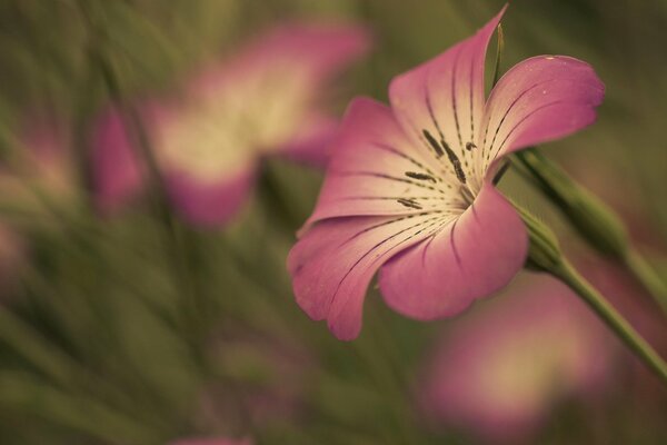 Rosa Blume auf einem unscharfen Widescreen-Hintergrund