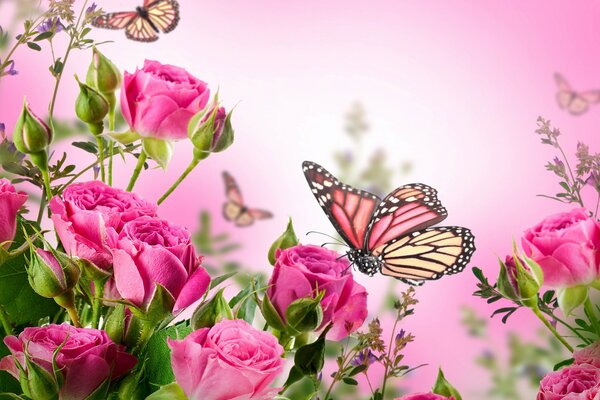 Belles roses roses à côté des papillons
