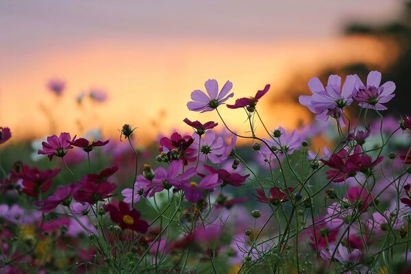 Beautiful nature at sunset