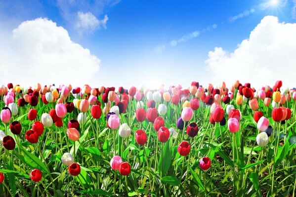 Tulipes multicolores. Ciel bleu, nuages