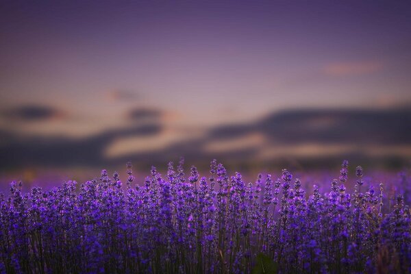 Wunderschöne Natur. Lavendelfeld bei Sonnenuntergang