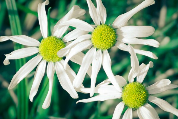 Three large white daisies