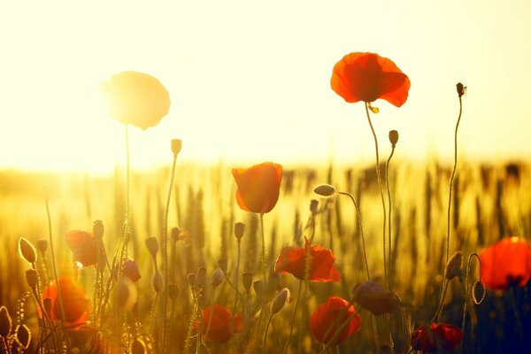 Red poppies on sunset background