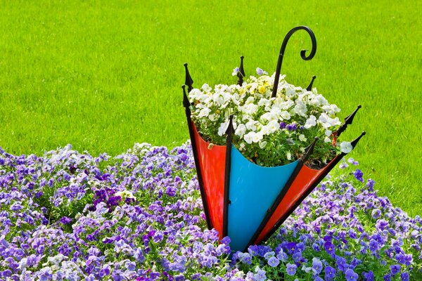 Magisches Blumenbeet mit Stiefmütterchen