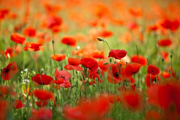 Spring field with blooming poppies