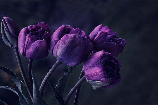 Bouquet di tulipani viola