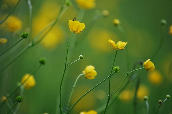 Macro photo of yellow wildflowers