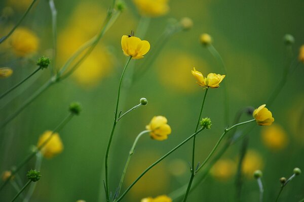 Foto macro di fiori di campo gialli