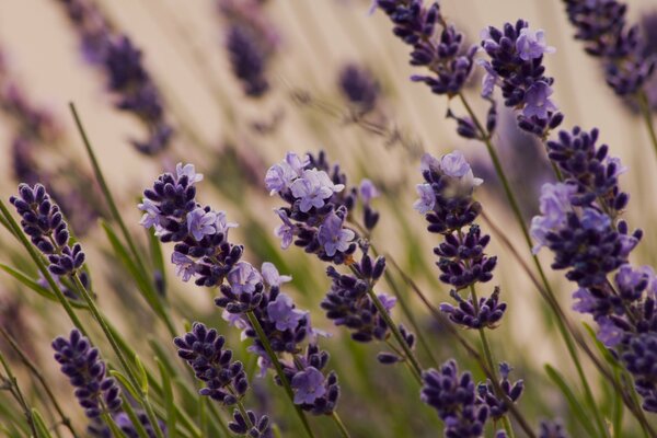 La lavanda crece en un Prado verde