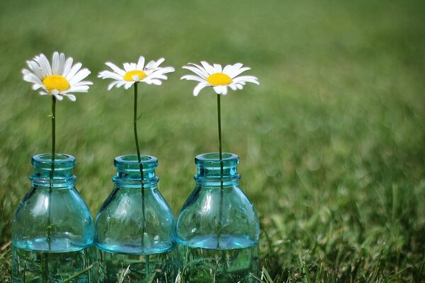 Daisies in jars among a green meadow