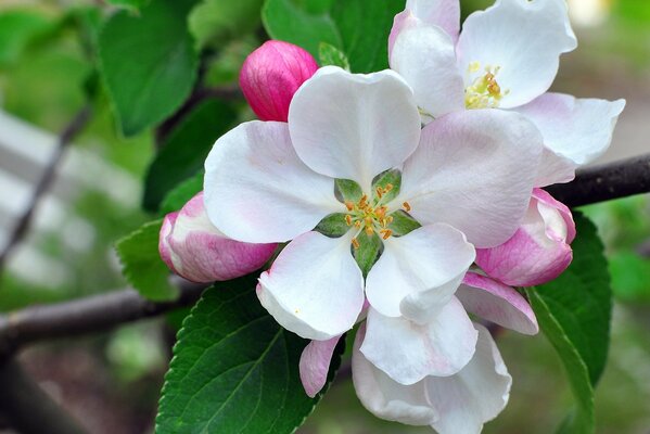 Foto di un bel fiore bianco