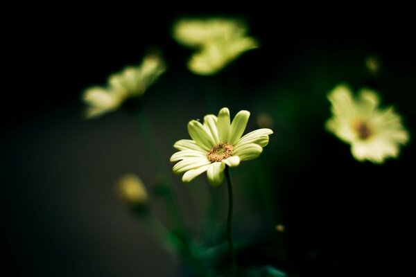 Flowering of white flowers with a green tint