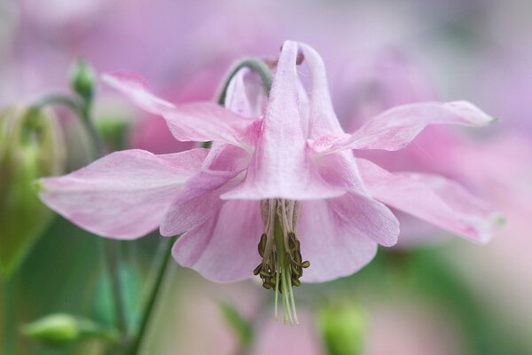 The flower of aquilegia is unusually pink in color