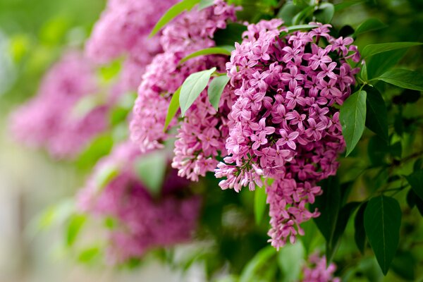 Spring blooming lilac focus