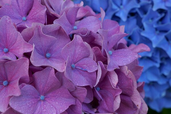 The inflorescence of the hydrangea is purple
