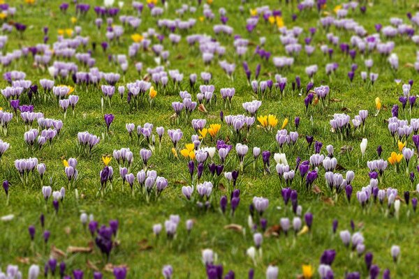 Primavera claro de flores fabulosas