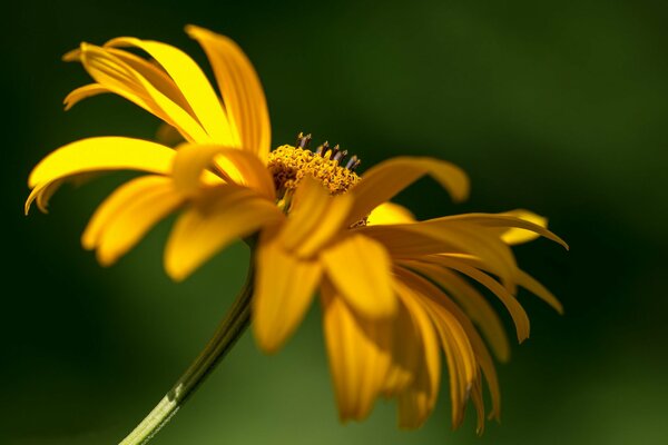 A flower with yellow petals on a green background