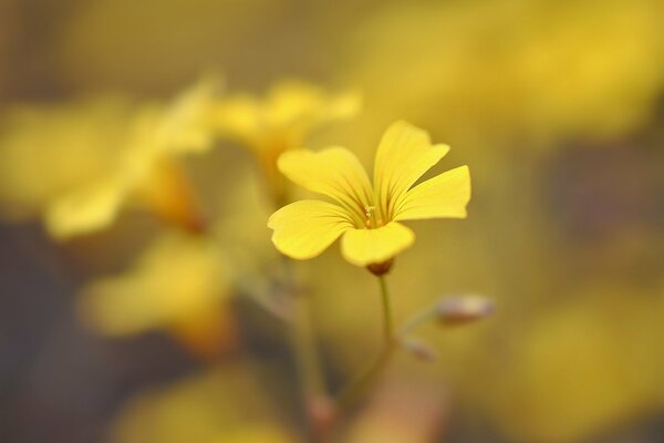 Fleurs sauvages jaunes sur fond flou