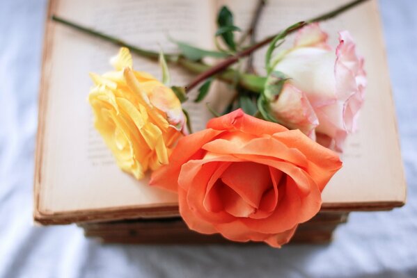 Rosen auf Buch Hintergrund Makro