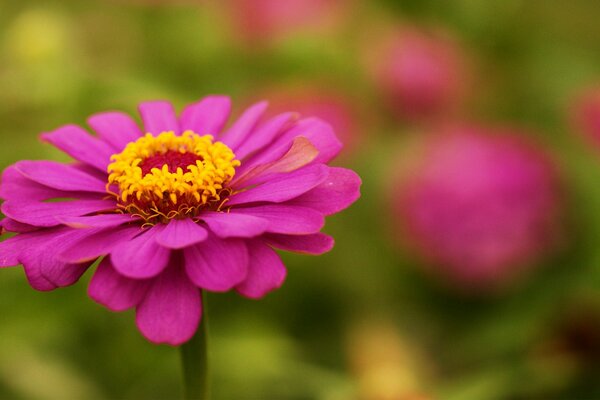 Cinia rosa in modalità focus