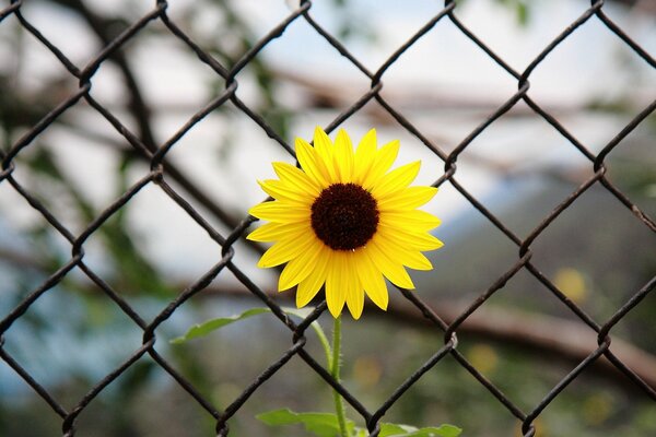 A yellow flower behind bars. Blurred background. Large-format photography. Sadness