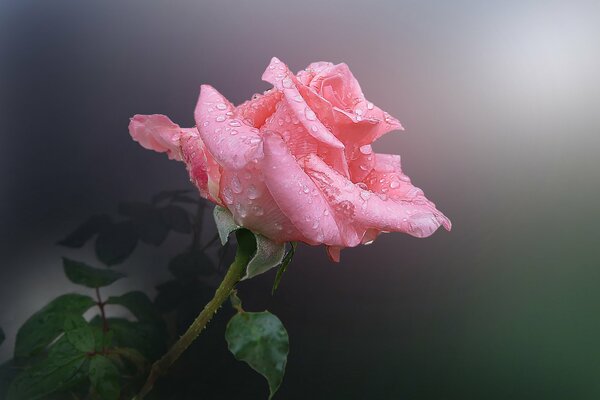 Różowy kwiat z kroplami rosy
