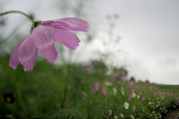 Pink cosmea on a gray sky background