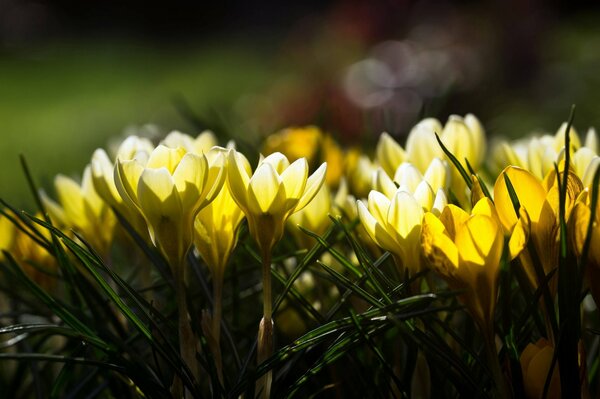 Crocus jaunes printaniers sur fond de soleil