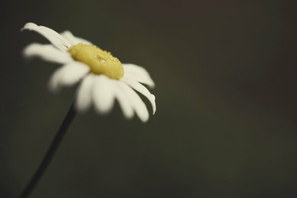 Marguerite solitaire avec fond flou