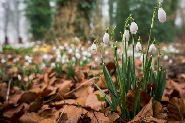 Forest snowdrops among dry leaves