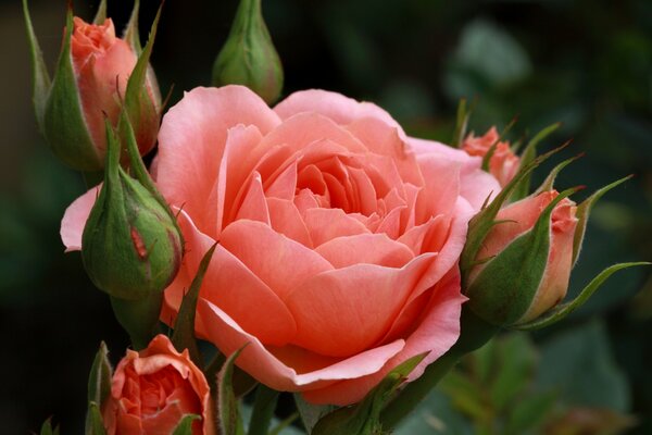 Floreciente rosa de Coral con brotes sobre un fondo verde