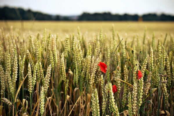 Campo con espiguillas y flores rojas