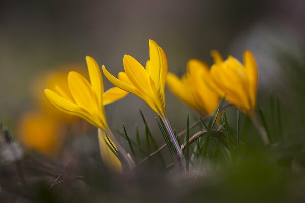 Frühlingsstimmung der Liebe Krokusse