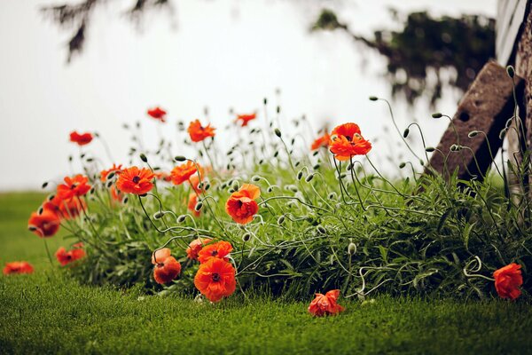 Red poppies growing in the field