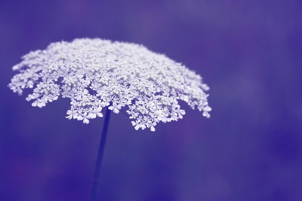 Image grand écran de fleurs blanches dans un parapluie sur fond violet